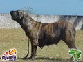In Memorian - Fila Brasileiro Tigrado - Canil Singular - Manhoza